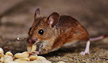 24 Hour & Emergency Exterminators in Lynn, PA